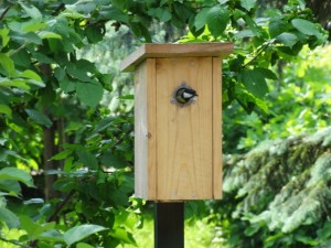 Great tit in the profi nest box