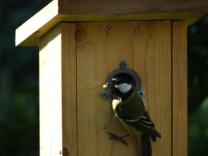 Great tit with a caterpillar
